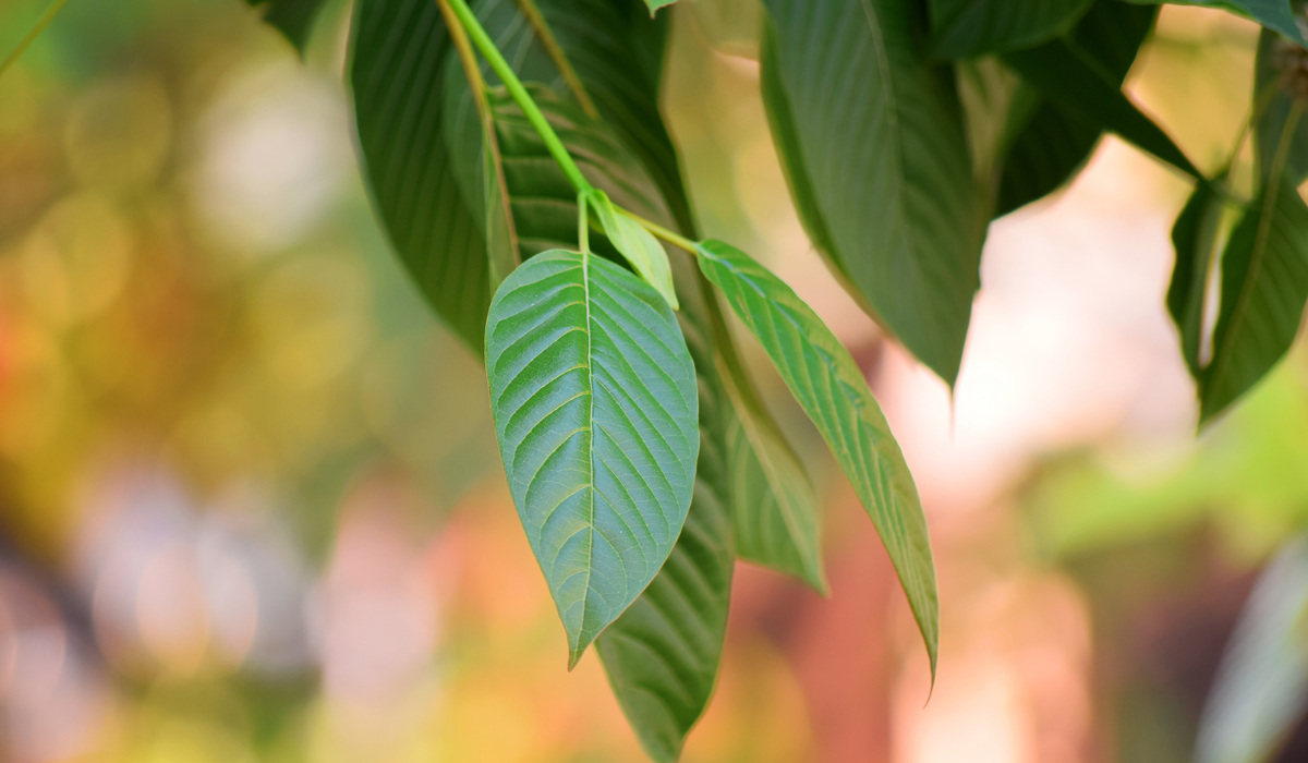 Průvodce kratomem pro začátečníky