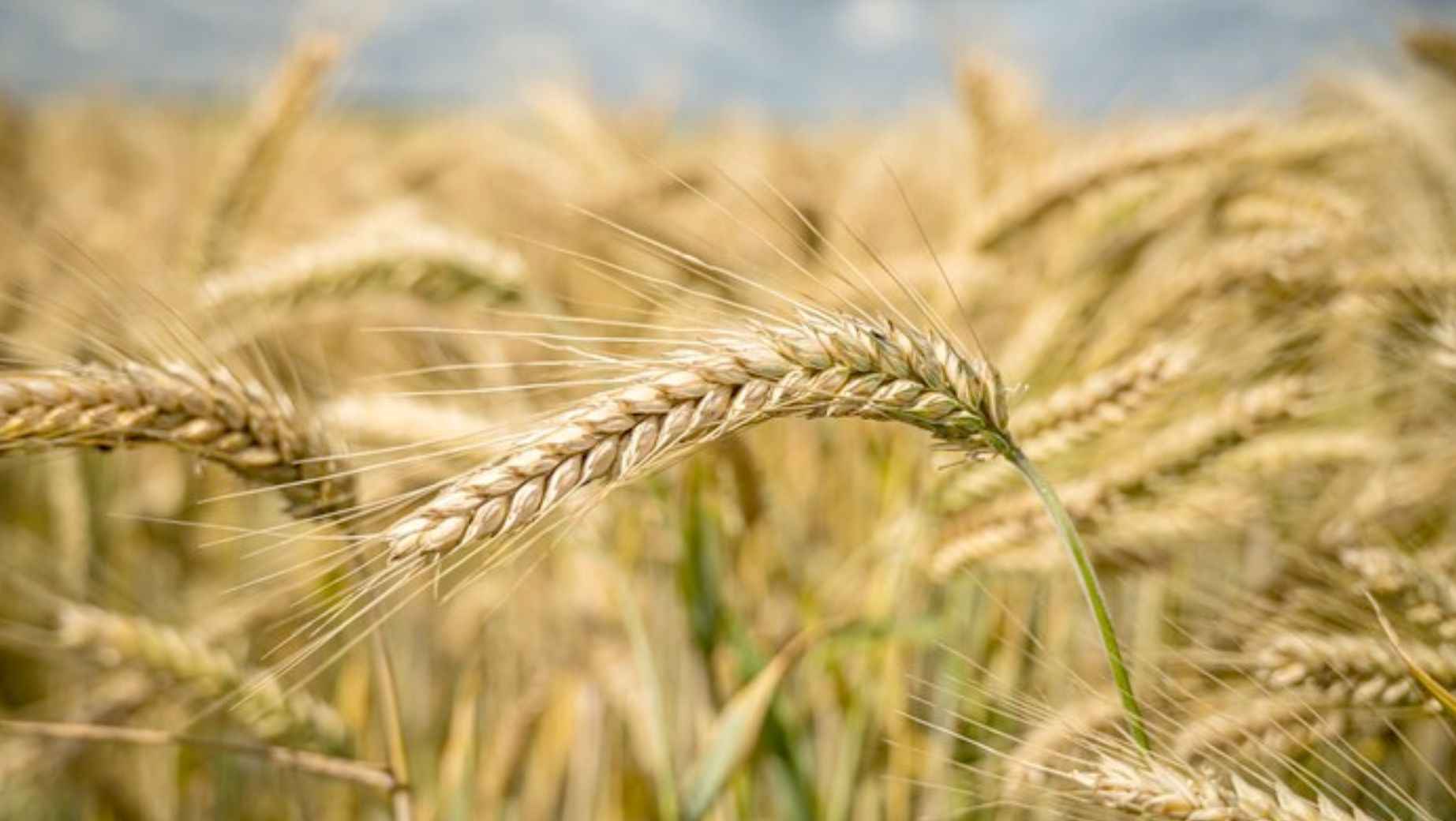 Co to je Mladý ječmen? Zázračná superpotravina