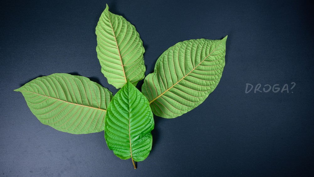 Je kratom opravdu droga? Šokující fakta odhalena