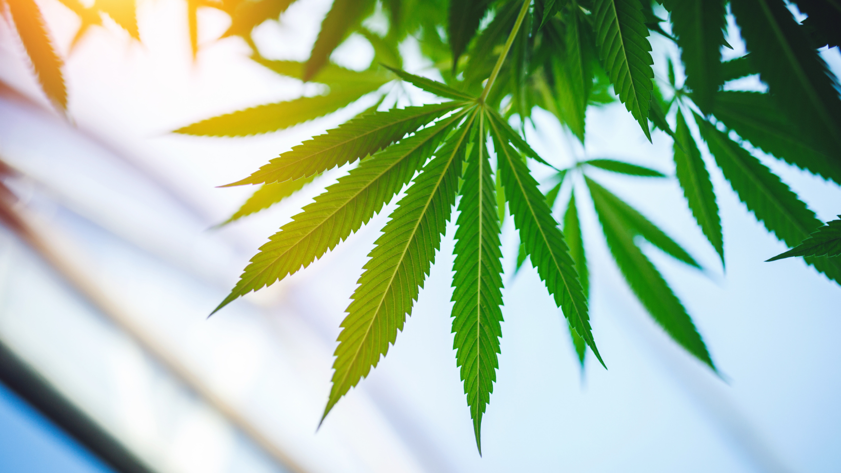 HHC: Nový kanabinoid s potenciálem