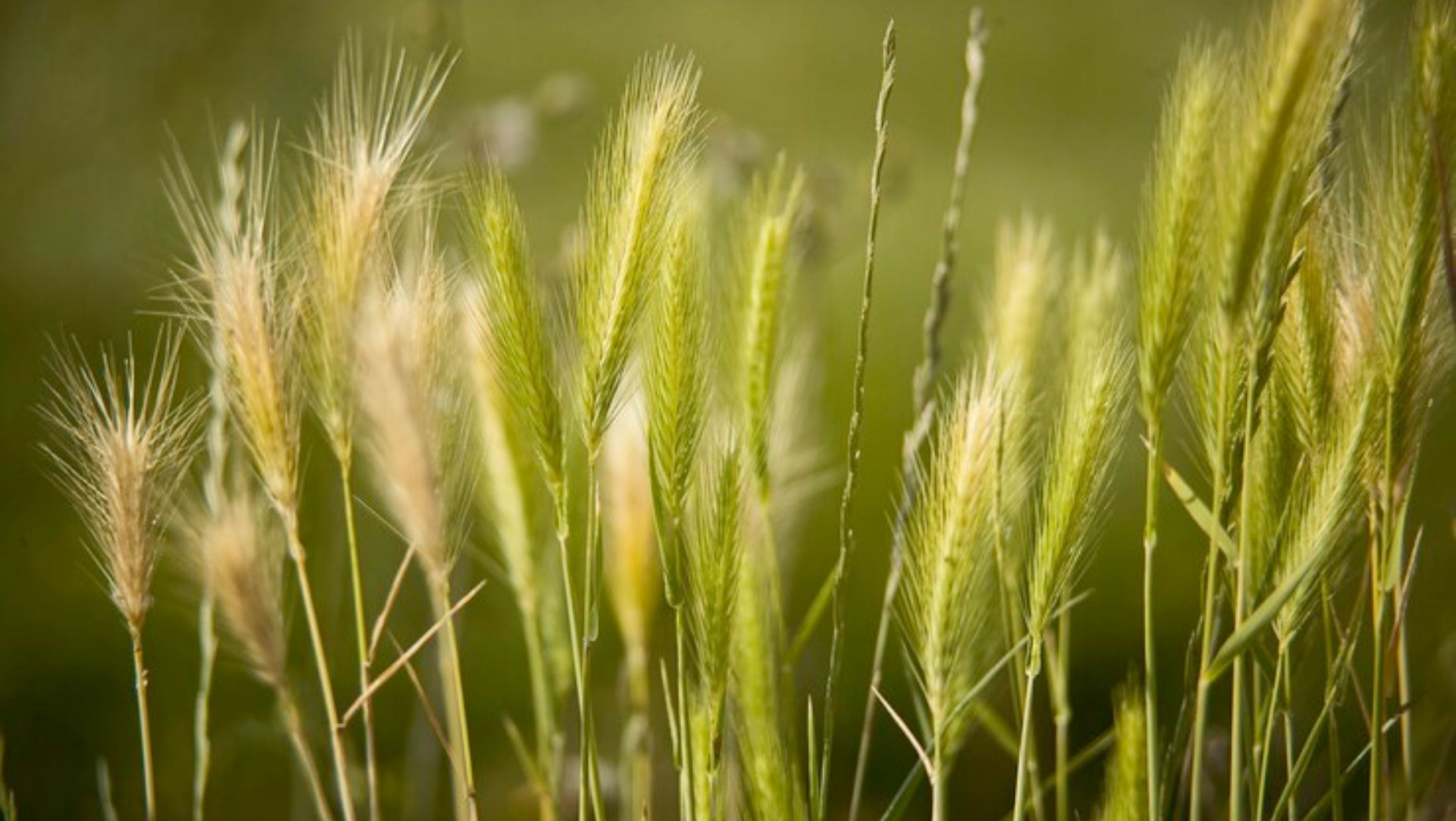 Jak užívat a dávkovat mladý ječmen?