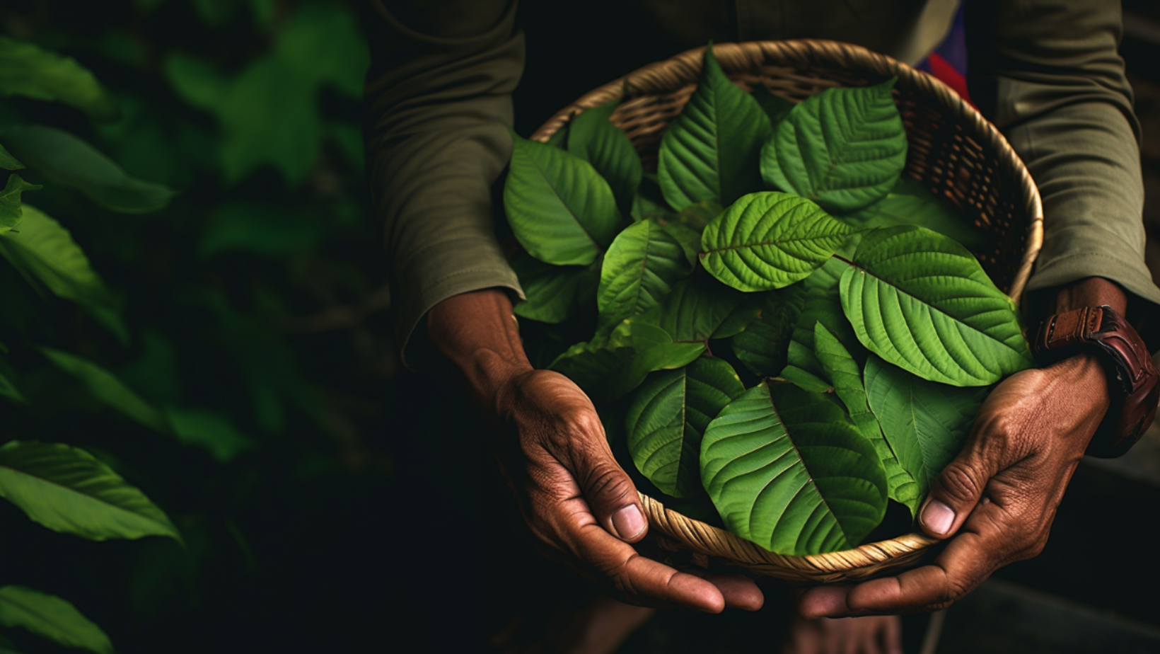 Jsem workoholik: Existuje náhrada za kávu? Zkuste kratom!