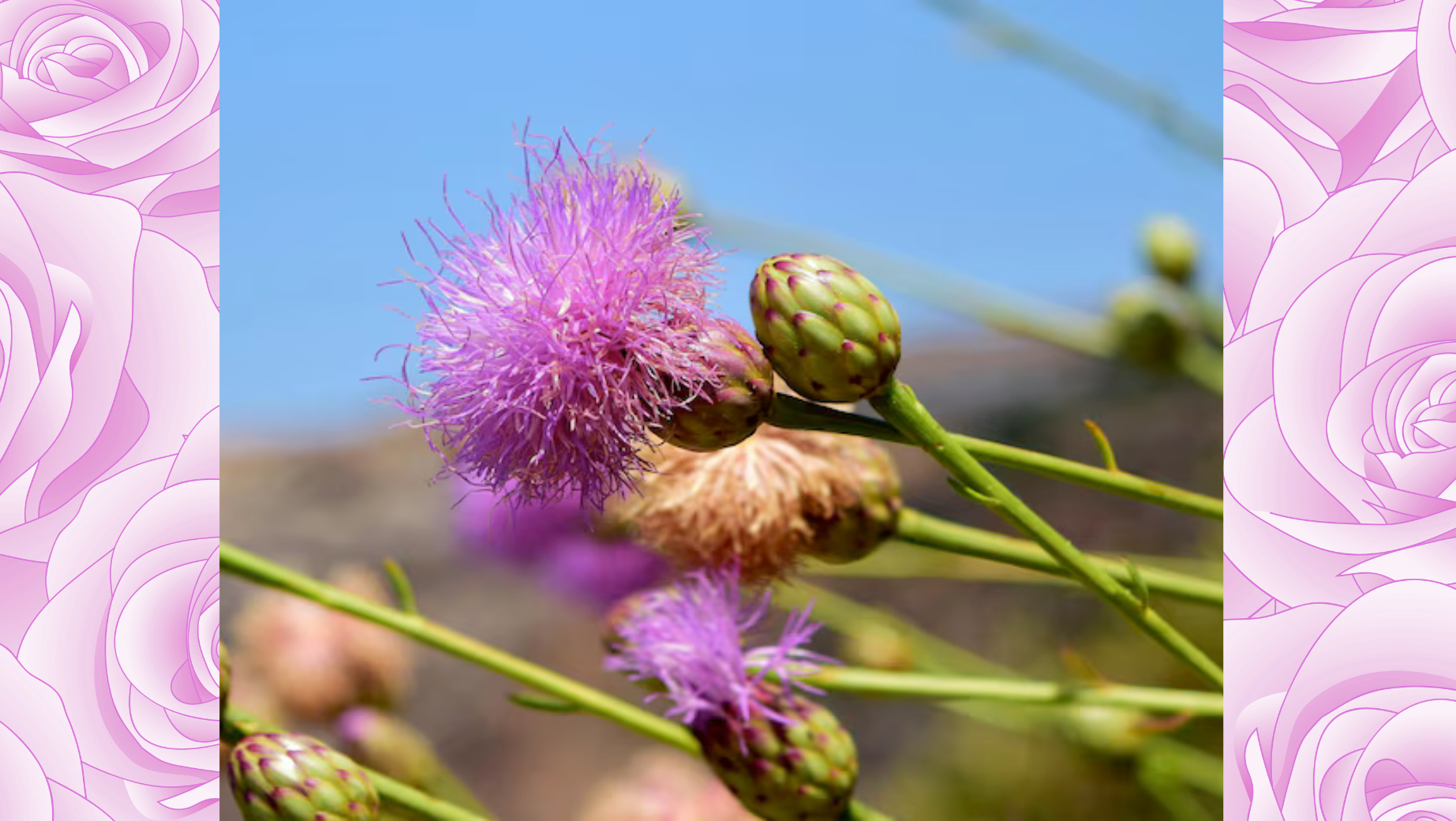 Rhodiola Rosea - ideální proti stresu?