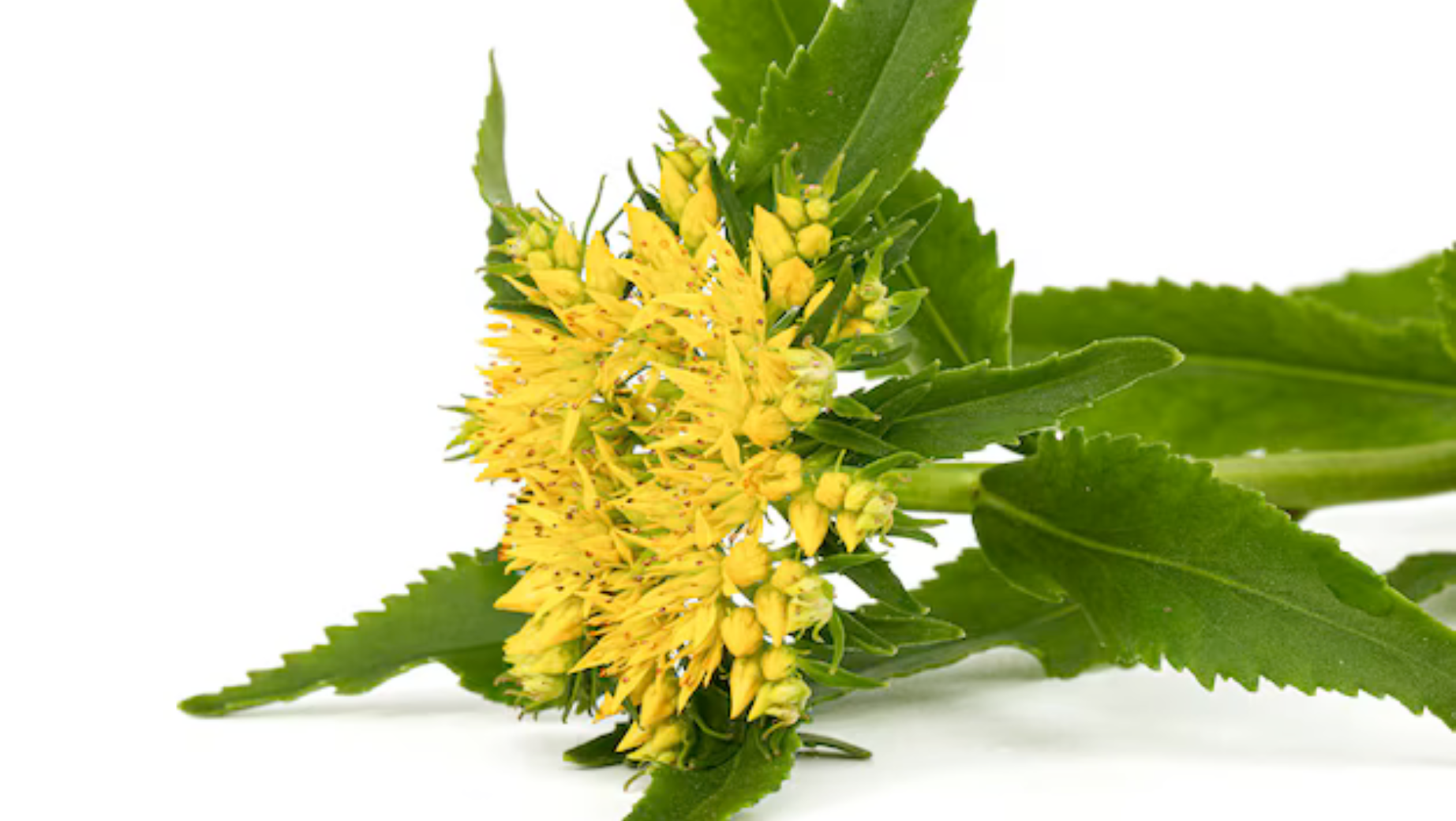 Rhodiola: adaptogen vhodný proti stresu