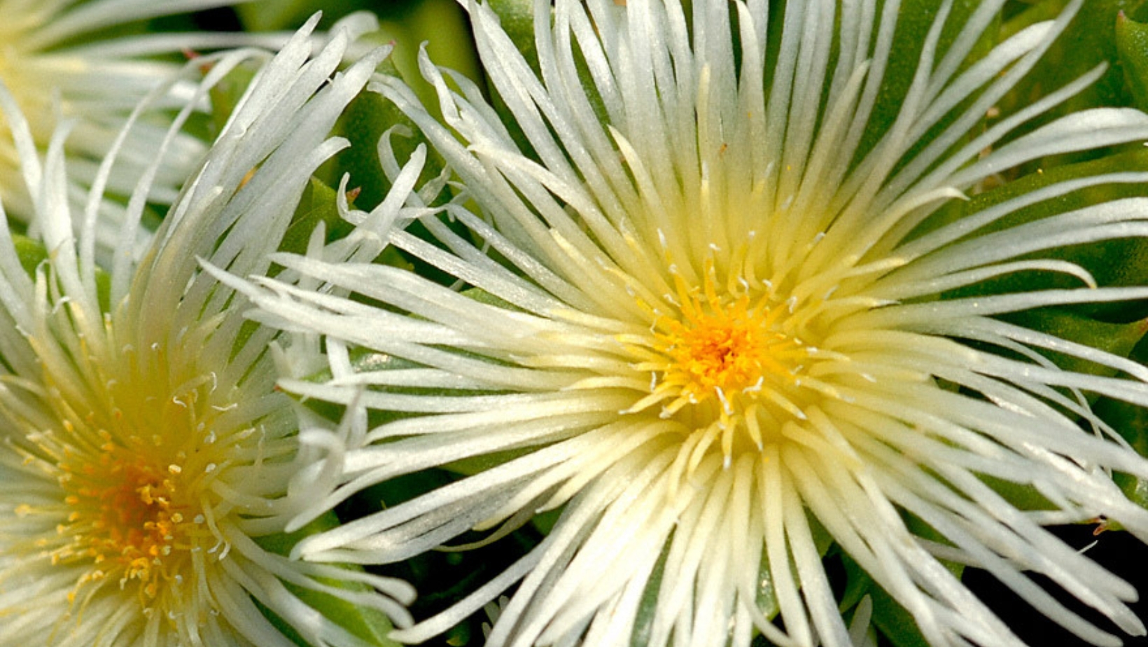 Co je Kanna extrakt?