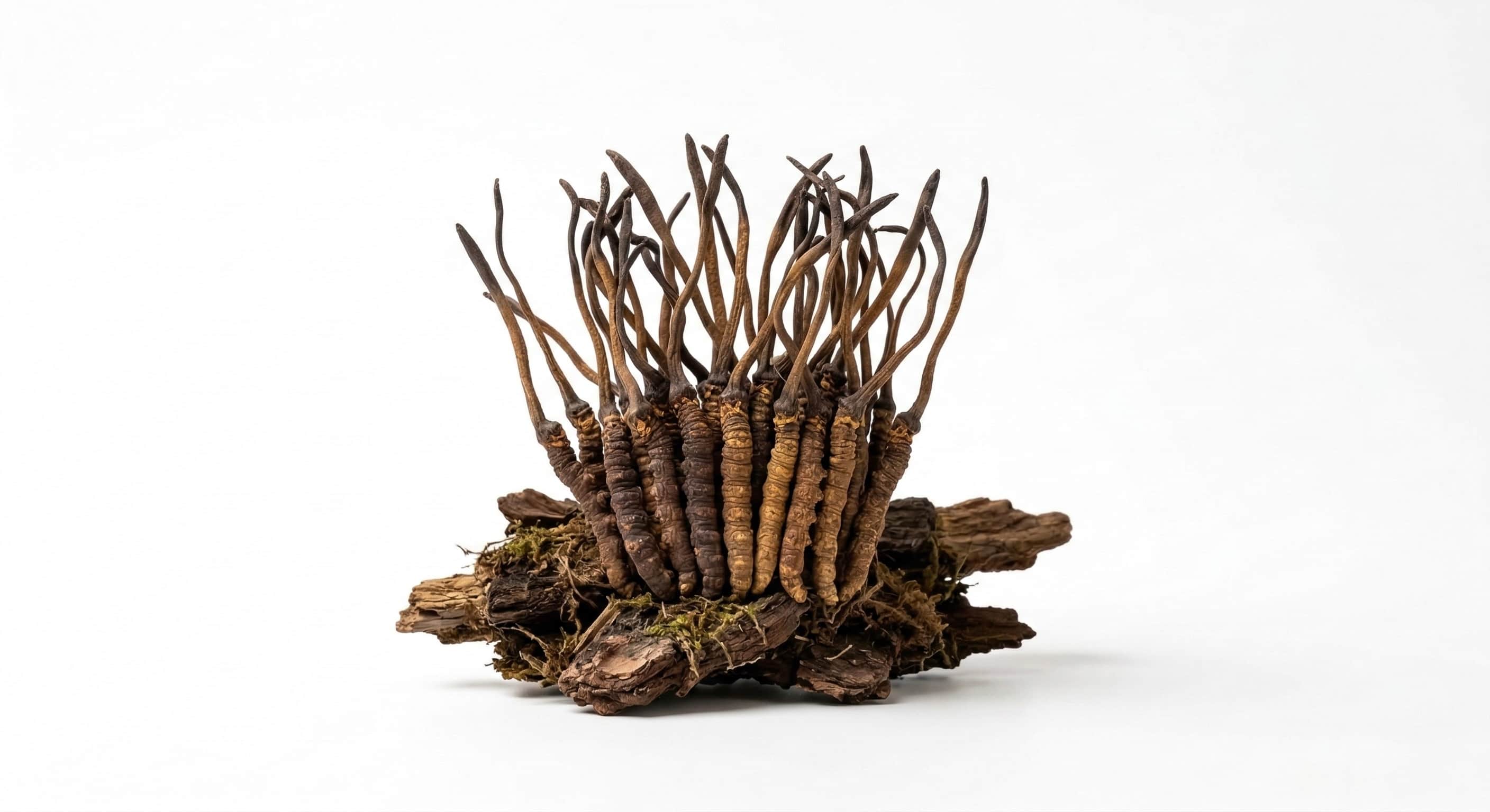 Cordyceps sinensis