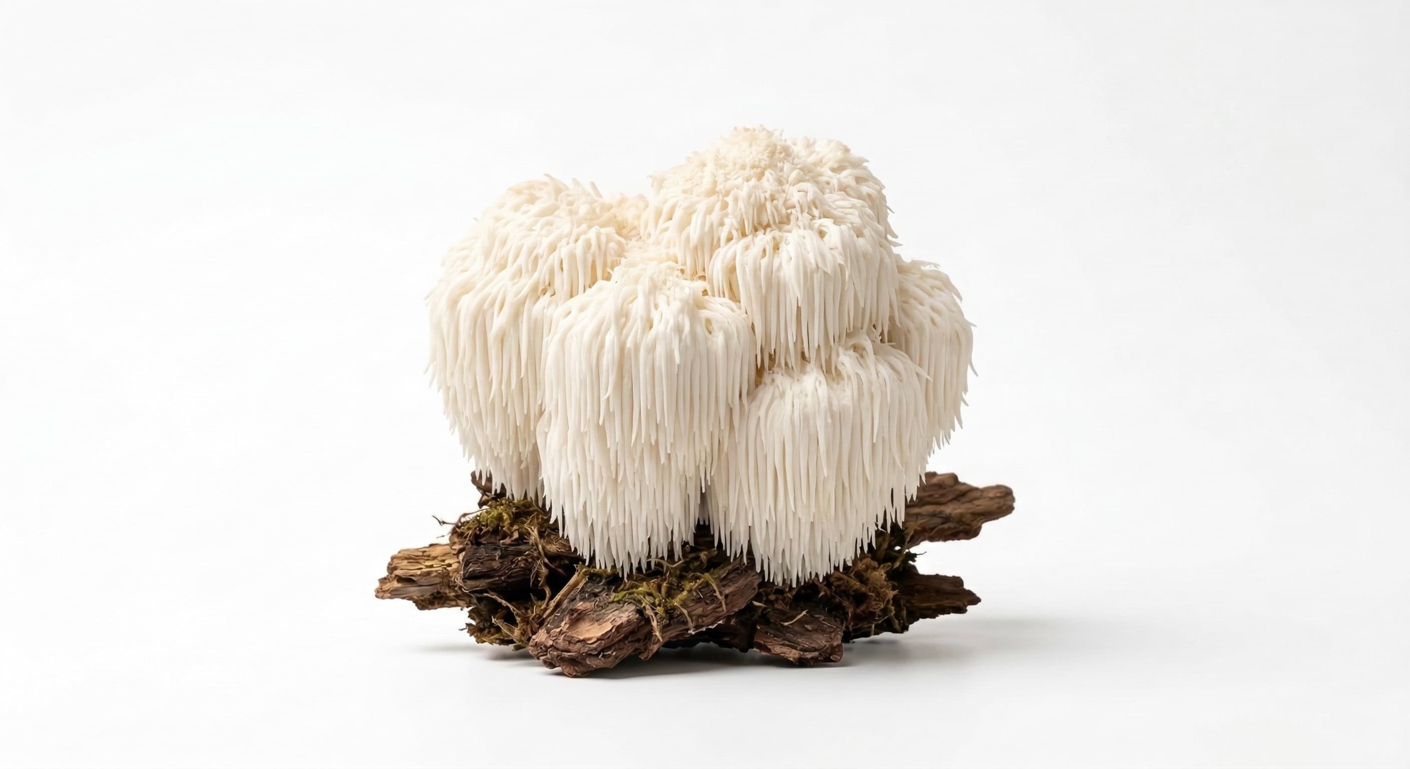 Lion's Mane