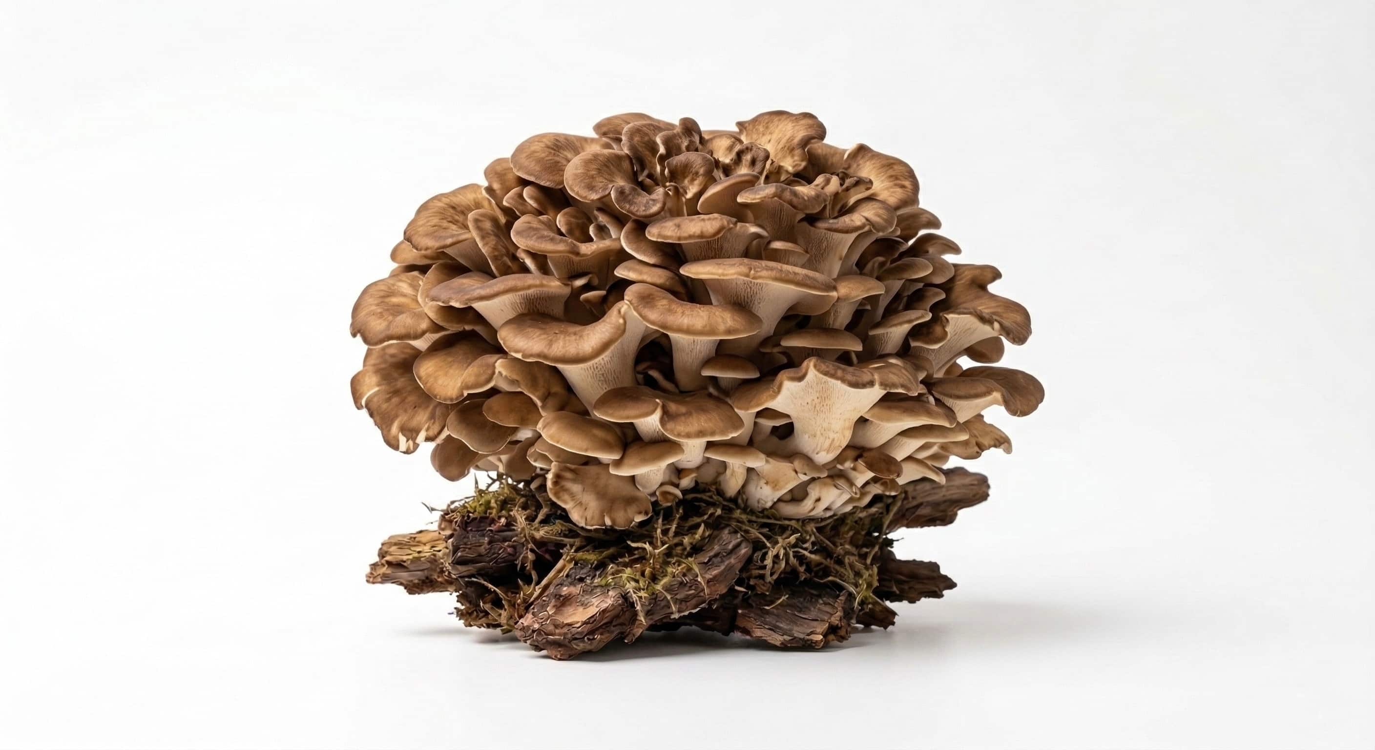 Maitake