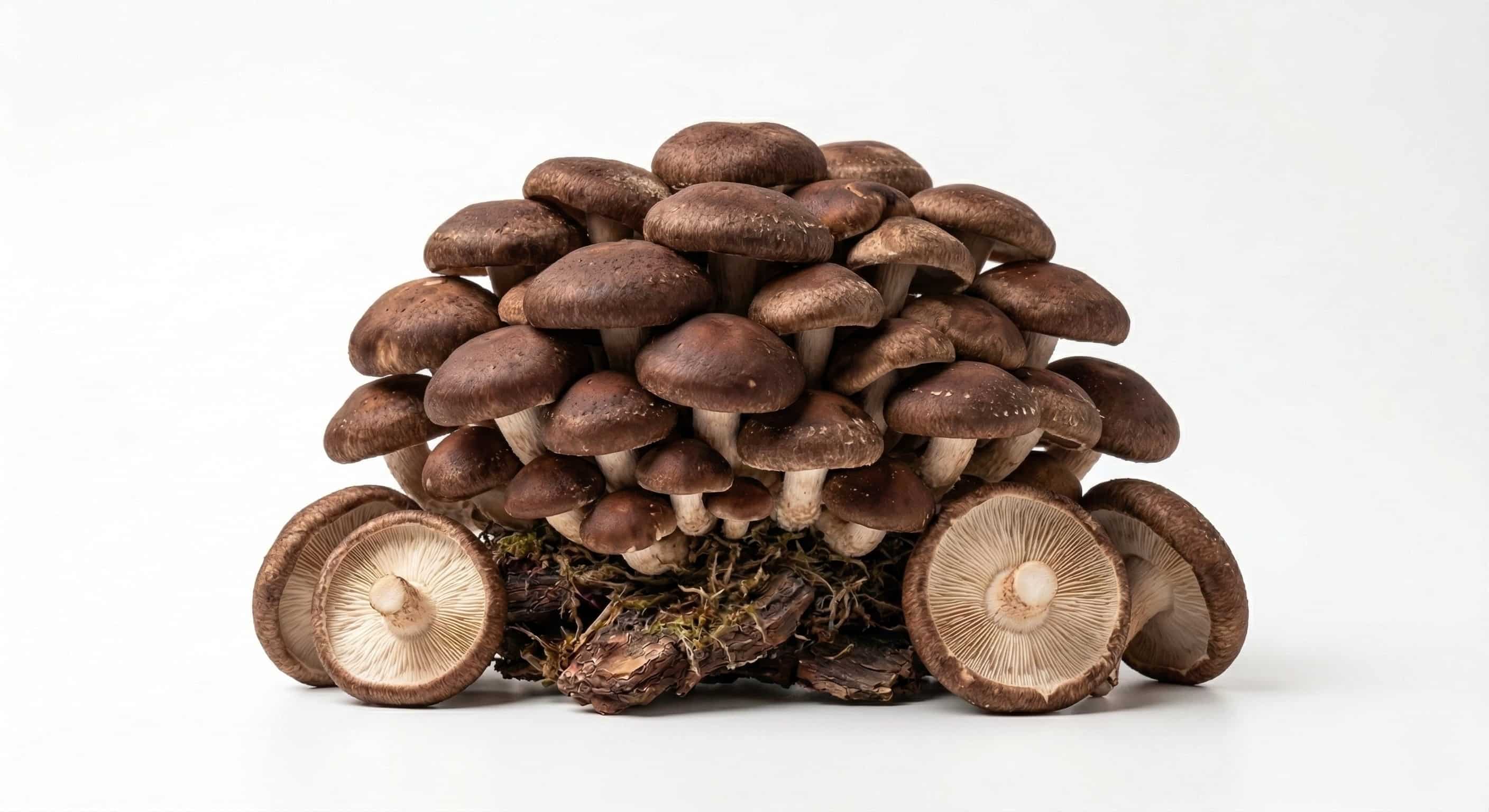 Shiitake
