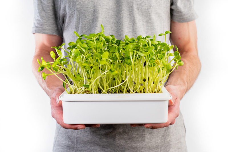 microgreens slunečnice