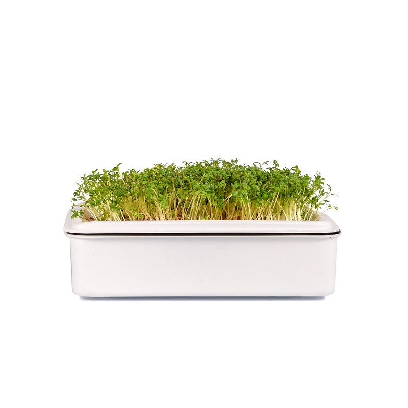 microgreens řeřicha