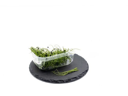2023 11 microgreens e shop 26