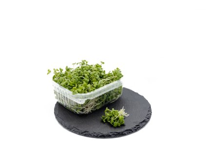 Hořčice stylovka