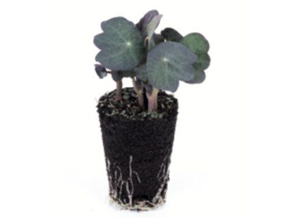 Lichořeřišnice microgreens