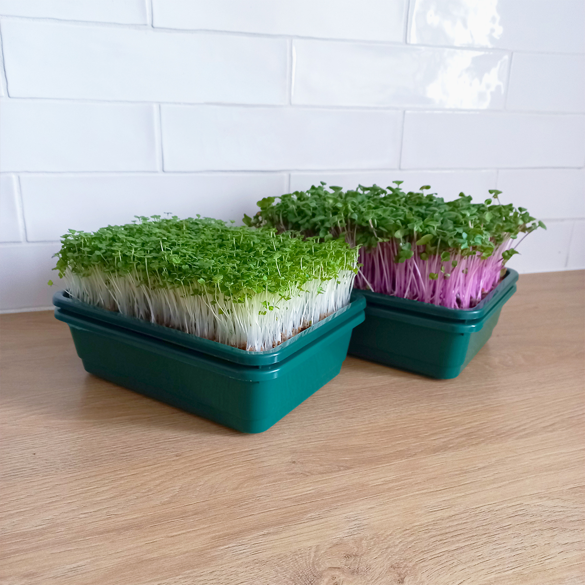 Jak si doma vypěstovat microgreens