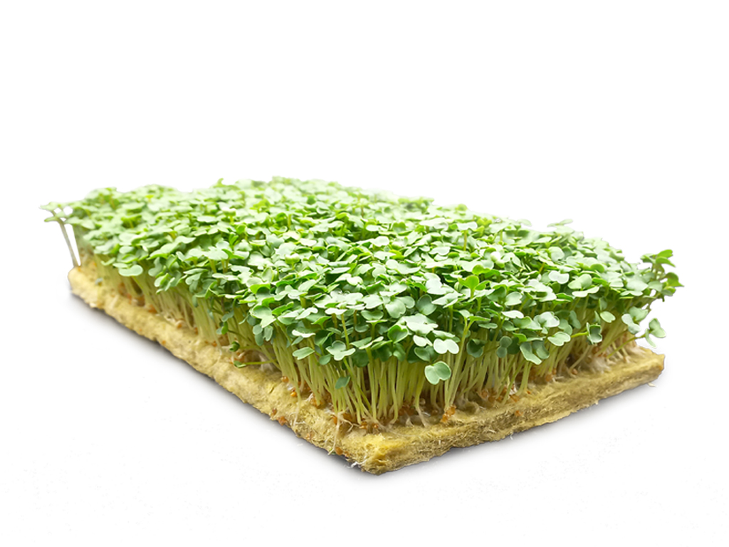 vlakno_microgreens-1024