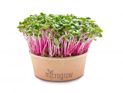 Ředkev China Rose Microgreens