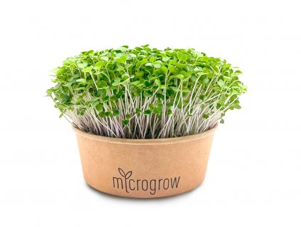 Pak Choi Microgreens
