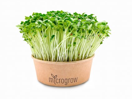 Ředkev Daikon Microgreens