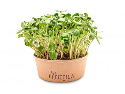 Slunečnice Microgreens