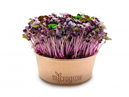 Ředkev Vulcano microgreens
