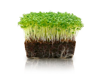 microgreens 2