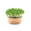 Brokolice Microgreens