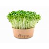 Ředkev Daikon Microgreens