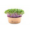 Kedluben růžový Microgreens