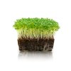 microgreens 2