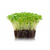 Microgreens brokolice semínka