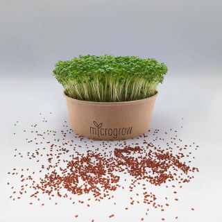 Řeřicha - nezaměnitelná klasika se svou specifickou štiplavou chutí, která se ve formě microgreens pěstuje již od...