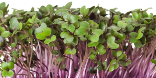 Novinky na skladě! Červené zelí, Pak Choi, Hořčice bílá