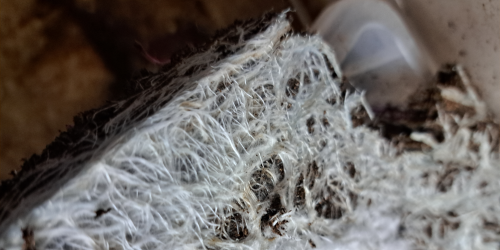 Chyby v pěstování microgreens a jak se jim vyvarovat