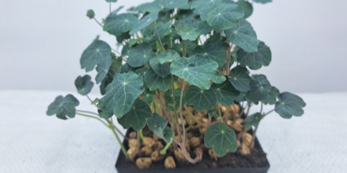 Lichořeřišnice – podzimní microgreens plné síly pro vaše zdraví!