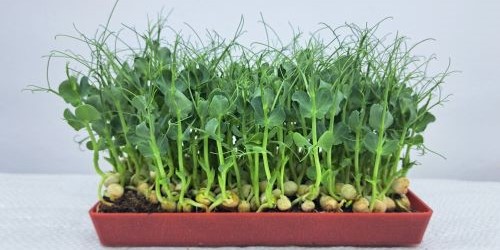 Jak pěstovat microgreens - návod