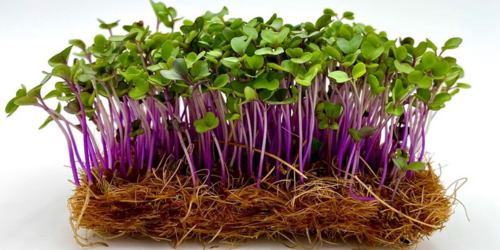 Jak pěstujeme microgreens my? - část II.