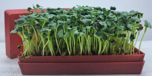 Pěstební sada - její výroba a vychytávky