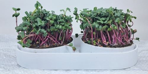 Vylepšená pěstební sada pro pěstování microgreens je tady!