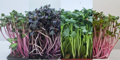 Daikon, Rose, Pink nebo Rambo? Objevte svět microgreens ředkviček