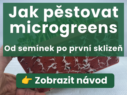 Jak pěstovat microgreens