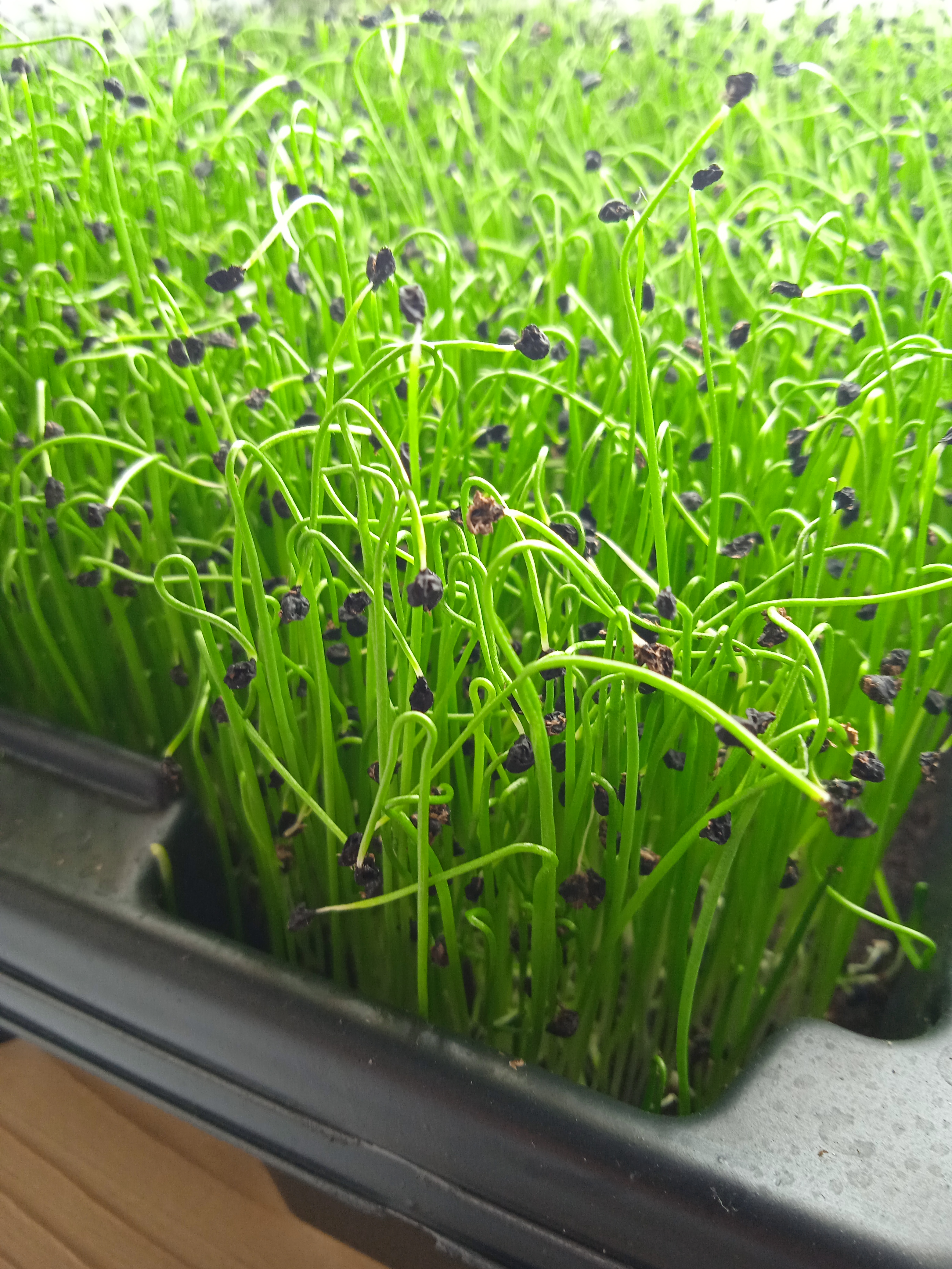 microgreen-cibule-nas-pribeh