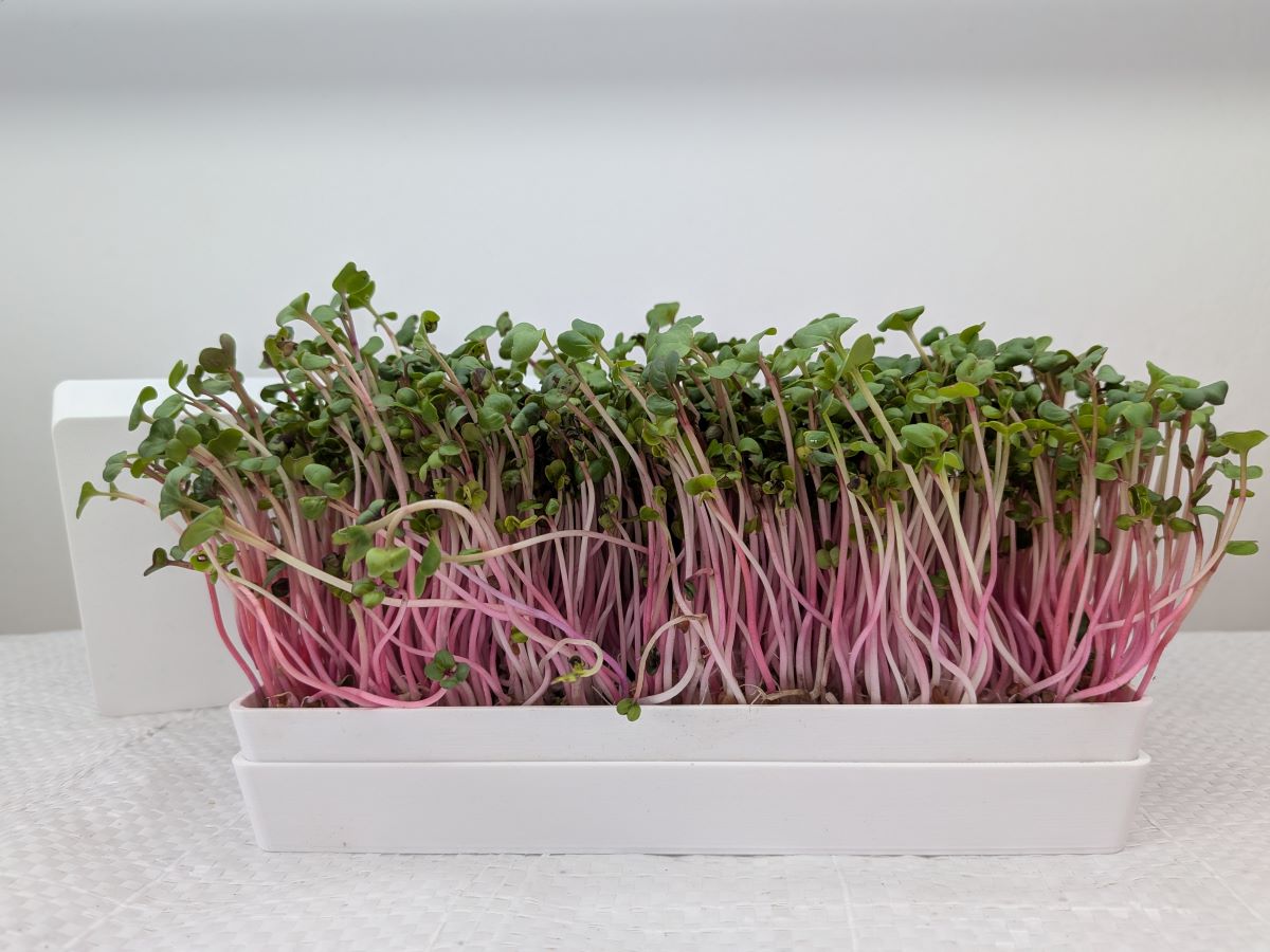 pestebni-sada-microgreens-bila