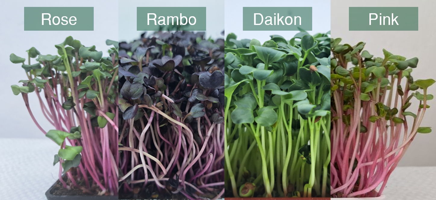 redkvicka-daikon-rose-rambo-pink-mix-s-popisky