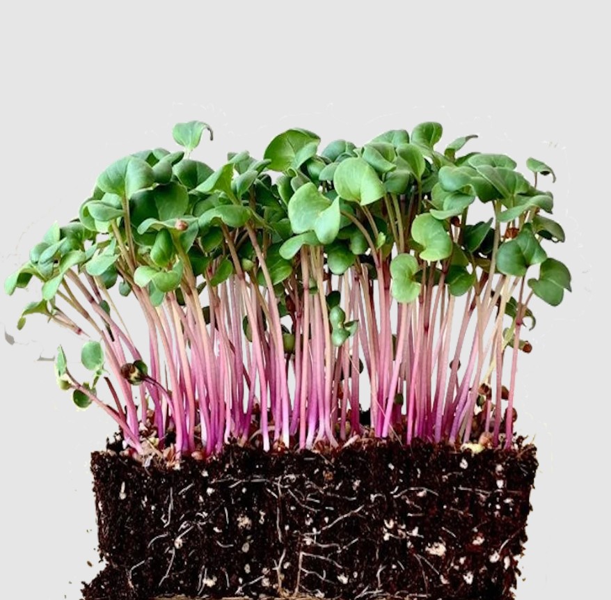 Jak pěstovat microgreens | microsemena.cz