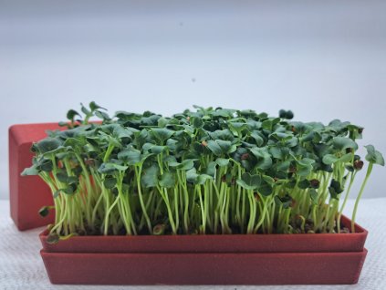 pestebni sada microgreens set 3ks 1