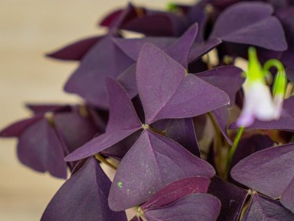 seminka hliza Oxalis triangularis Purple Mijke