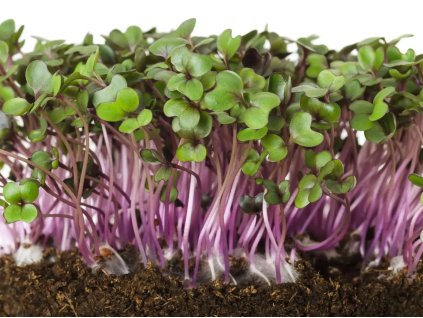 cervene zeli microgreens