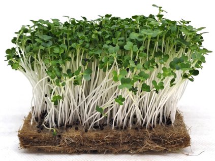 pak choi zelene microgreens