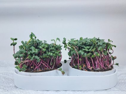 pestebni sada microgreens zepredu